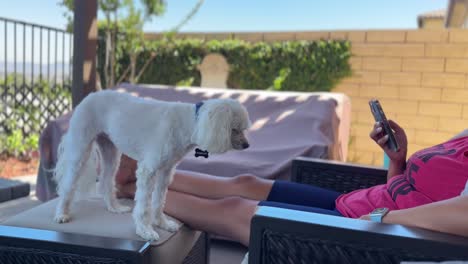 Hispanic-woman-relaxing-with-her-Maltese-dog-and-surfing-on-her-smartphone