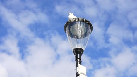 Seagull-under-alert-near-Corrib-River-in-Claddagh,-Galway,-looking-360-degrees