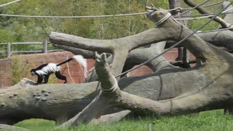mantled-guereza-running-along-a-fallen-tree,-then-perching-at-the-end-of-the-trunk-in-Prague-Zoo,-Czech-Republic