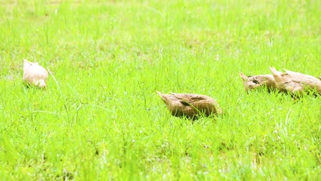 Patos-Desi-Pastando-En-Un-Exuberante-Prado-Verde-En-Bangladesh