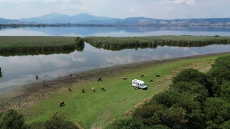 Motorhome-Camper-Van-relax-between-Cattle-of-Cows-at-Ioannina-Lake,-Greece---Aerial