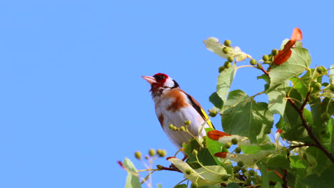 Twittering-European-Goldfinch-Bird-on-treetop-against-blue-sky-in-summer,-close-up