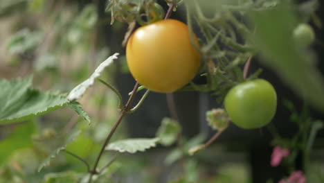 Wide-shot-of-ripening-tomatoes-on-the-vine-on-a-bright-day