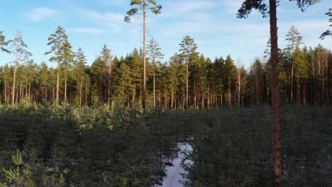 Path-through-a-pine-and-fir-forest-in-Central-Europe,-Denmark