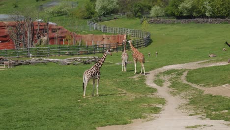 Herd-Of-Northern-Giraffes-And-Other-Animals-At-The-Paddock-Of-Prague-Zoo-In-Czech-Republic