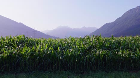 Aerial-View-Of-Maize-Crop-With-View-Of-Hazy-Mountain-Landscape-In-Background