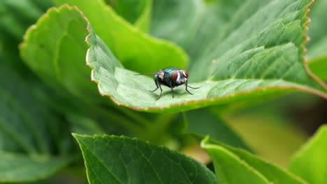 Close-up-shot-of-blue-housefly-sitting-outdoors-on-green-leaf-in-nature,-detail-shot