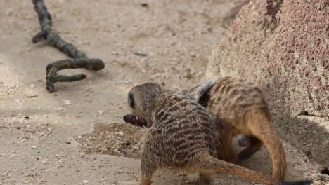 Slow-motion-shot-of-playful-meerkats-fighting-and-biting-each-other-on-sandy-ground