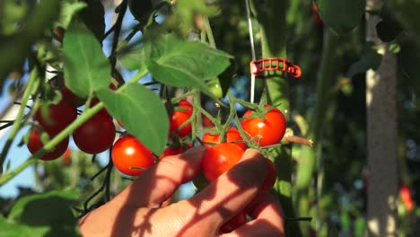Die-Tomate-Ist-Die-Essbare-Beere-Der-Pflanze-Solanum-Lycopersicum,-Allgemein-Bekannt-Als-Tomatenpflanze
