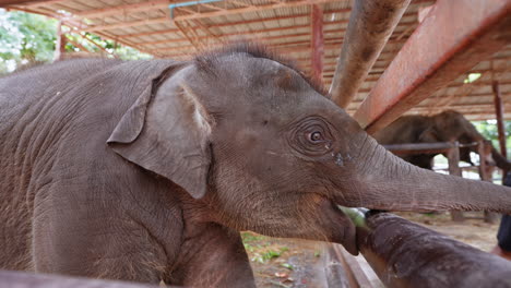Bebé-Elefante-Asiático-Comiendo-Pepino-En-Tailandia
