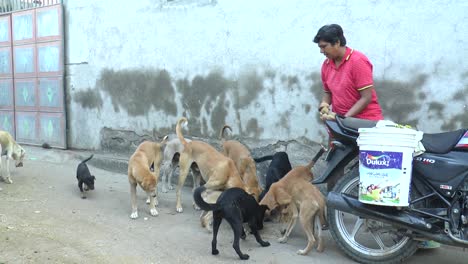 woman-activist-who-feeds-hungry-dogs-with-treats-and-also-runs-an-NGO