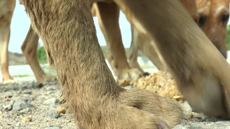 close-up-scene-in-which-the-village-dogs-are-eating-food