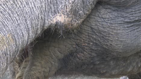 Mouth-and-trunk-of-asian-elephant-as-it-is-eating-extreme-closeup