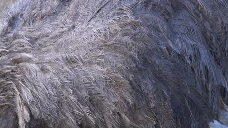 Extreme-closeup-of-female-ostrich-feathers