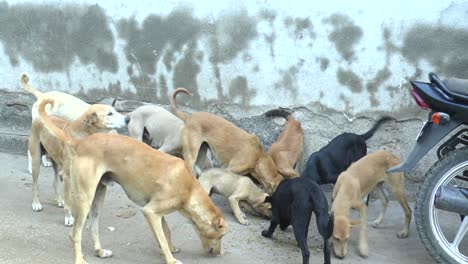 close-up-scene-where-thousands-of-dogs-have-gathered-in-the-village-and-are-being-fed-by-a-woman-from-an-NGO
