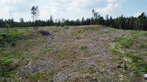 Pine-tree-forest-on-hillside,-clear-cut-for-logging,-aerial-flyover
