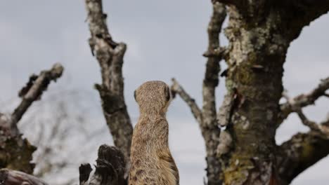 Close-up-shot-of-meerkat-perched-on-tree-watching-around-outdoors-in-nature