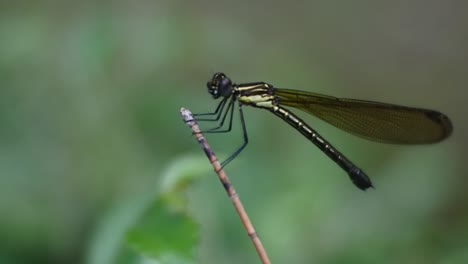 Clips-of-Needle-Dragonfly--attached-to-branch