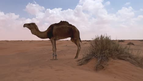 Dromedary-camel-with-tied-front-legs-tries-to-walk-in-sandy-Sahara-desert-of-Tunisia