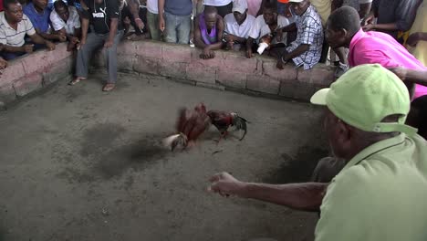Two-cocks-fighting.-Gamling-in-Haiti