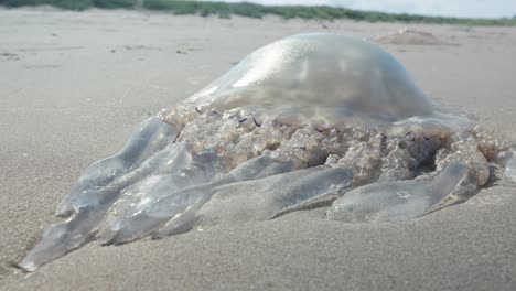 Large-Jelly-fish-lays-dead-on-a-sandy-beach-after-being-washed-ashore