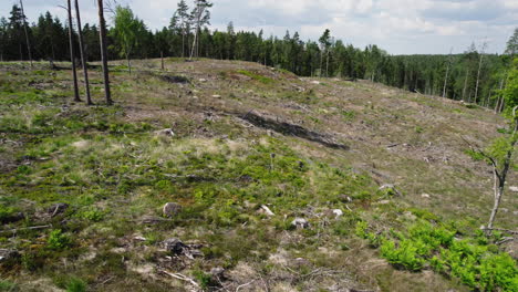 Tree-stump-remnants-remain-from-clear-cutting-of-hillside-above-lake-in-Sweden