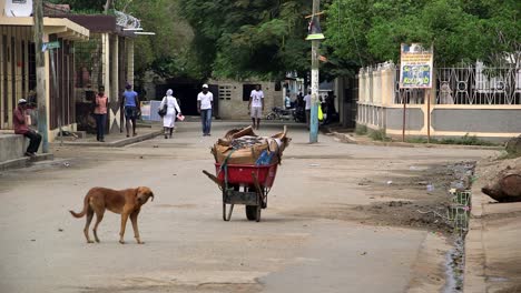 Stray-dog-and-wheelbarrow-in-the-streets-of-Haiti