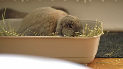 Bunny-eats-hay,-close-up-in-UHD