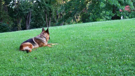 A-German-Shepherd-dog-laying-calmly-on-a-grass-field-sniffing-its-surroundings-and-starring-into-the-open-field