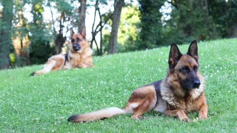 Two-German-Shepherd-dogs-laying-calmly-on-a-grassy-field-looking-around