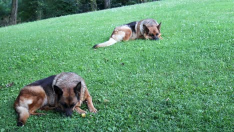 Cinematic-footage-of-two-German-Sheperd-dogs-laying-on-the-grass-calmly
