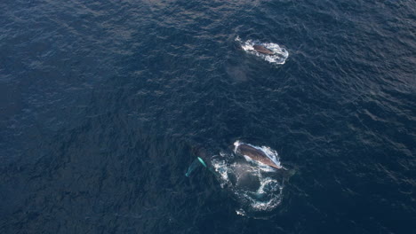 3-humpback-whale-cruising-together,-in-Gold-Coast,-Australia
