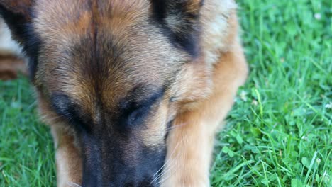 Cinematic-close-up-top-down-shot-of-a-German-Shepherd-dog-eating-while-laying-in-the-grass-licking-its-nose
