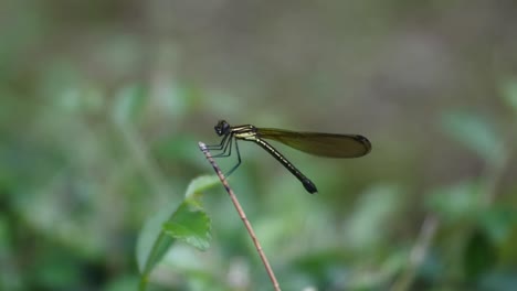 Needle-dragonfly--attached-to-small-branch