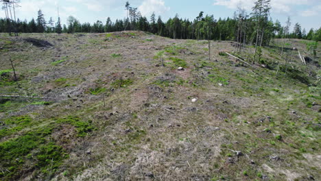 Hillside-of-pine-trees-that-have-been-clear-cut,-forestry-industry-operations,-pan