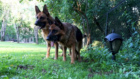 Two-German-Shepherd-dogs-running-around-in-the-garden-and-then-stopping-close-to-the-camera-barking