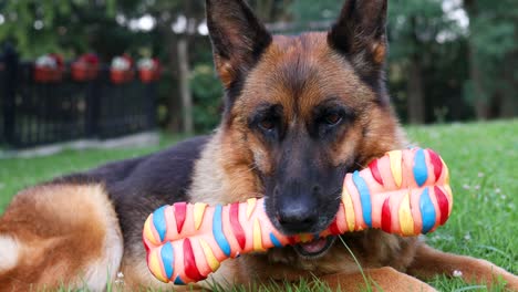 Cinematic-footage-of-a-German-Shepherd-dog-holding-its-bone-toy-in-its-mouth-wile-laying-on-a-grassy-field-and-looking-around