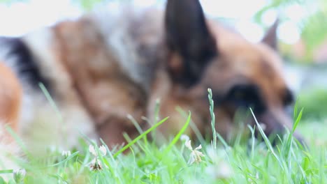 Close-up-of-a-German-Shepherd-dog-in-the-background-with-grass-in-the-foreground-calmly