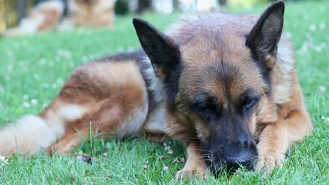 Cinematic-close-up-shot-of-a-German-Shepherd-dog-eating-while-laying-on-a-grassy-field-with-a-second-dog-in-the-background