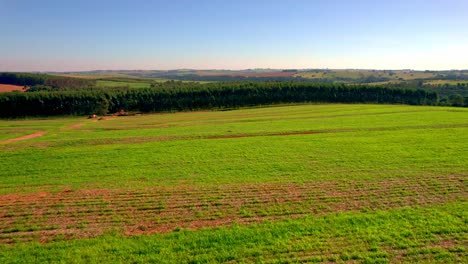 Fields-of-crops