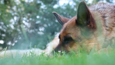 Cinematic-close-up-footage-of-a-German-shepherd-dog-laying-down-on-a-grassy-field
