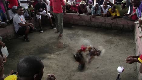 Man-starting-a-cockfight-in-Port-Au-Prince,-Haiti