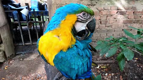 colourful-yellow-and-blue-parrot-close-up