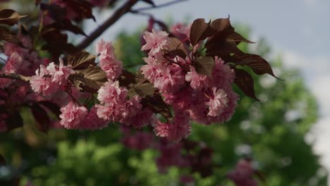 Close-Up-of-Dark-Pink-Vibrant-Flowers-Blossoming-on-Tree-with-Blue-Sky's
