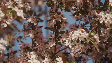 Close-up-of-Blossoming-Tree-in-Springtime