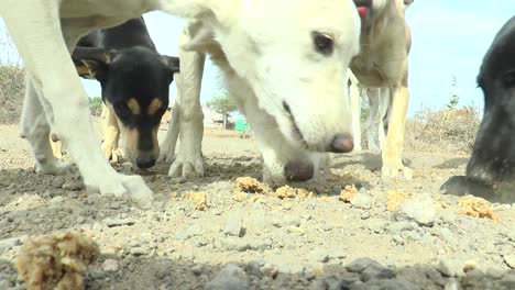 close-up-scene-in-which-several-dogs-are-eating-food-given-to-them-by-a-woman-NGO-worker