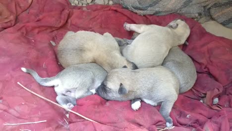 close-up-scene-of-sleeping-newborn-puppies