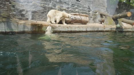 Huge-Adult-Polar-Bear-swims-in-pool-at-Prague-Zoological-Garden-In-Prague,-Czech-Republic