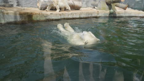 Big-Adult-Polar-Bear-swims-in-pool-at-Prague-Zoological-Garden-In-Prague,-Czech-Republic