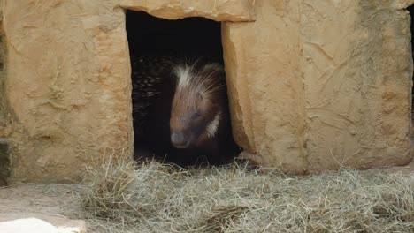head-of-Crested-Porcupine-Inside-Its-Den-Peeking-Outside-In-Prague-Zoo,-Czech-Republic
